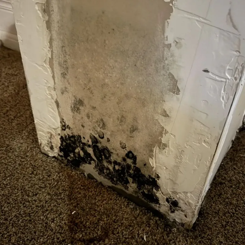 Professional Mold Removal in East Franklin, NJ